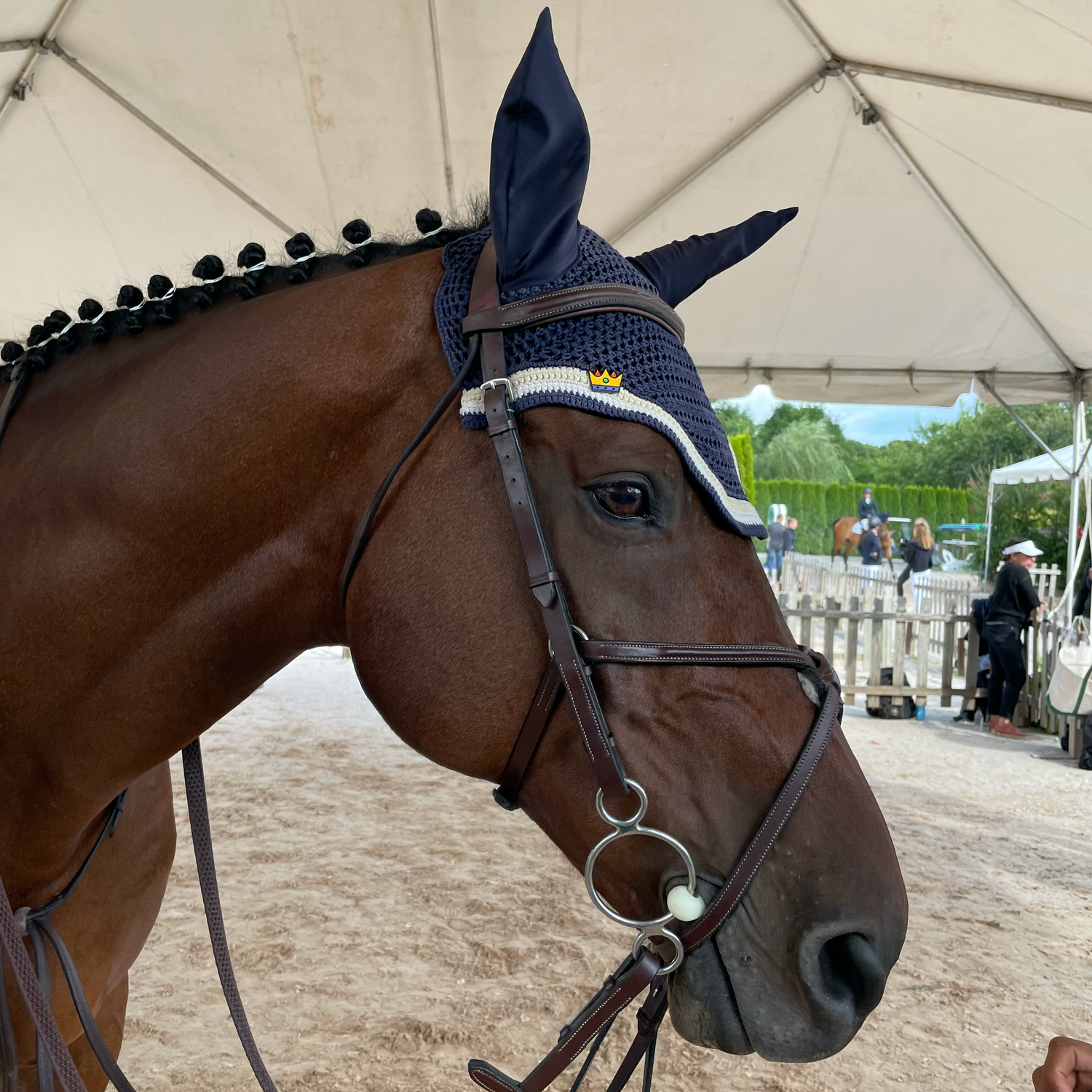 pinsnickety crown horse show number pin on a horse's fly bonnet at the ingate of a horse show