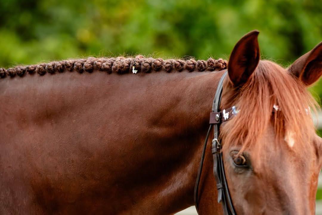 pinsnickety drama llama bridle charm in a chestnut horse's braids