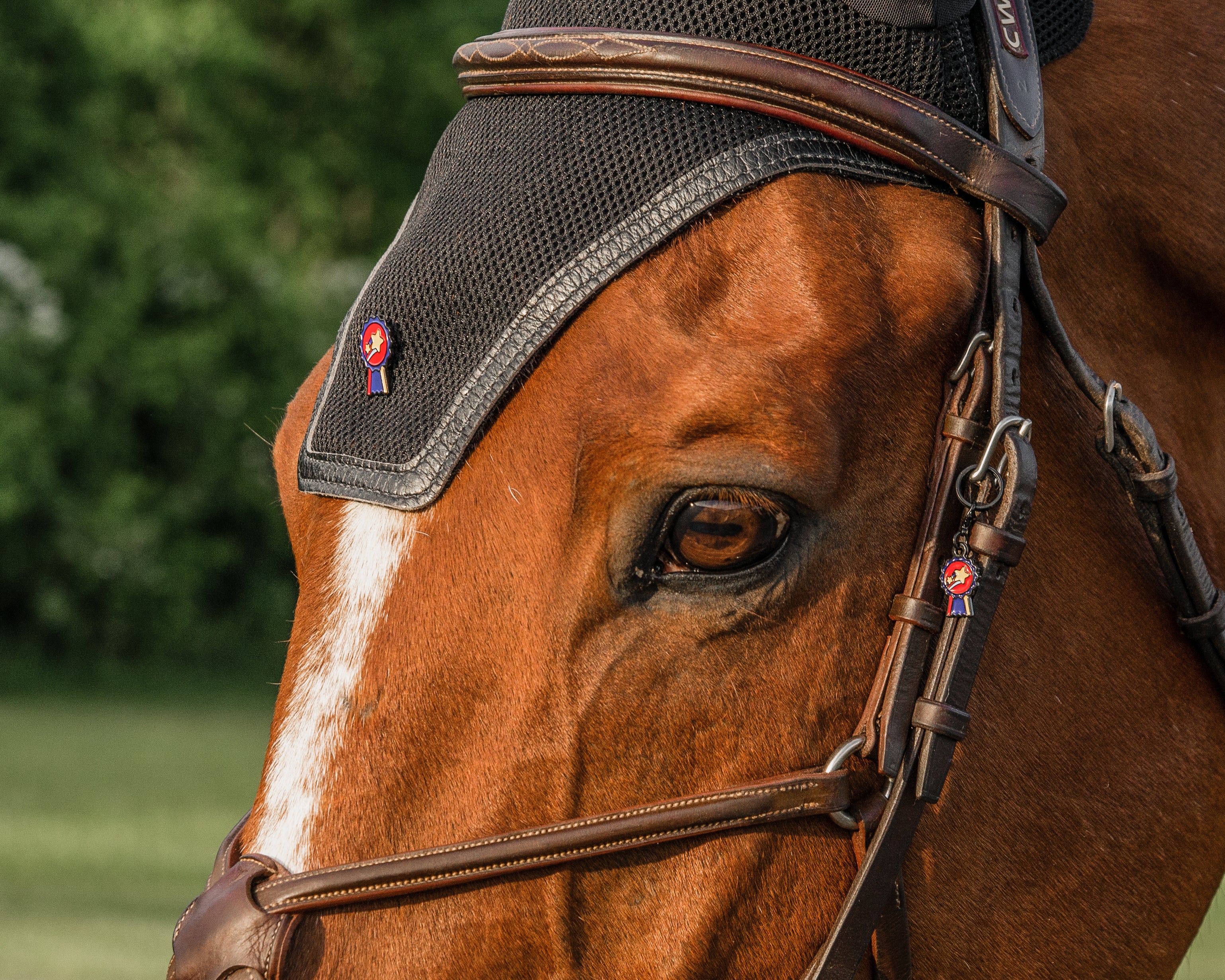 A chestnute horse with a Pinsnickety champion horse show number pin on his bonnet and a champion braid charm on his bridle