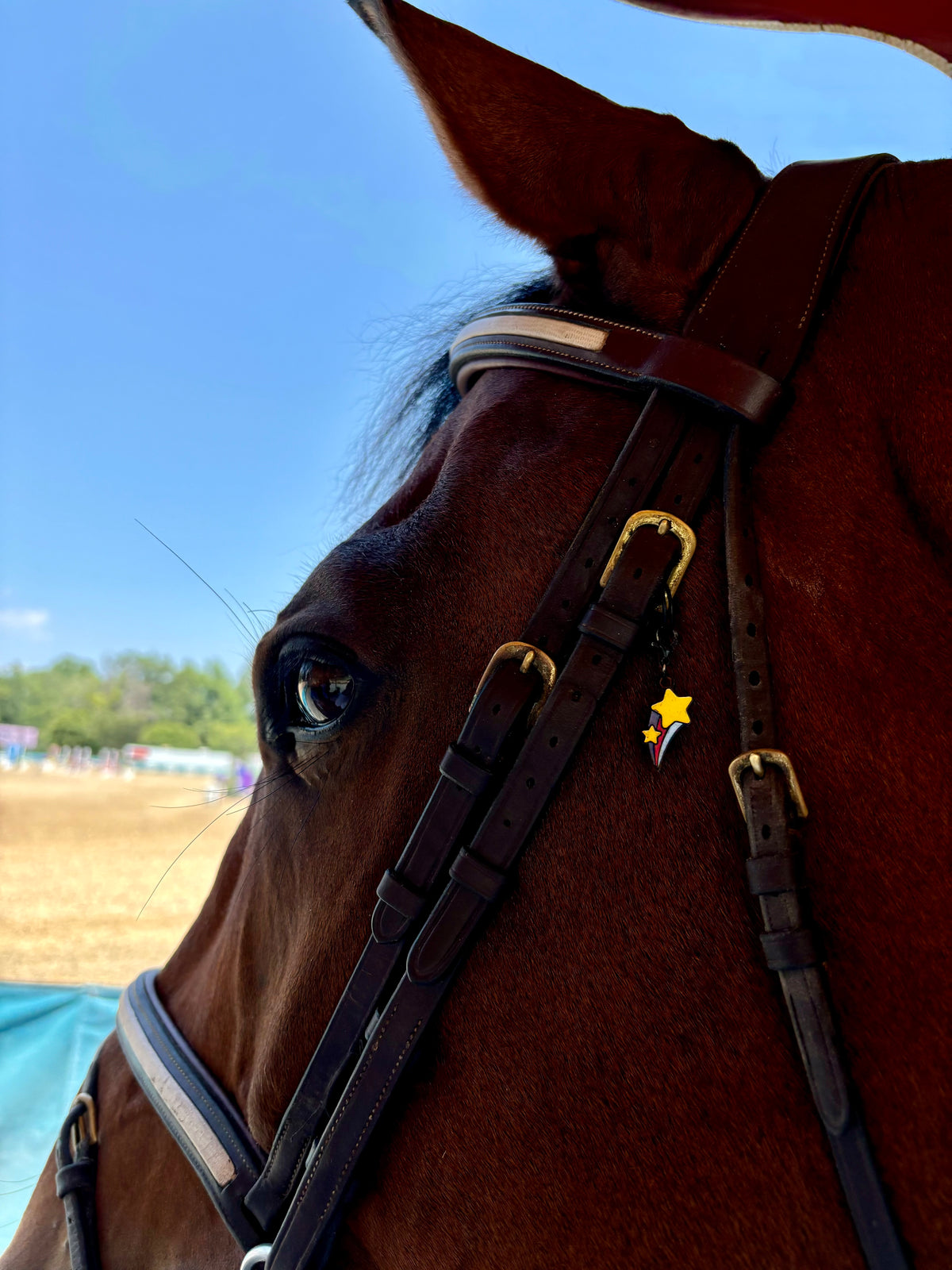 A brown horse looks out ontlo a well-lit arena. He is wearing a bridle with a pinsnickety shooting star bridle charm affixed to a buckle.