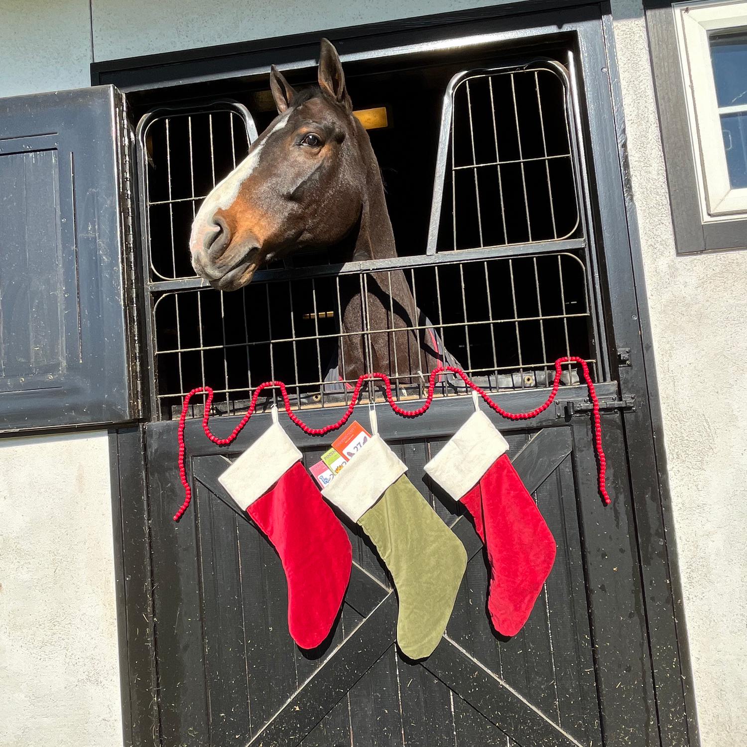 Pinsnickety horse show number pins in a christmas stocking hanging from a horse's stall